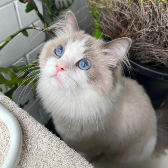 Fenty Ragdoll lost 17 April